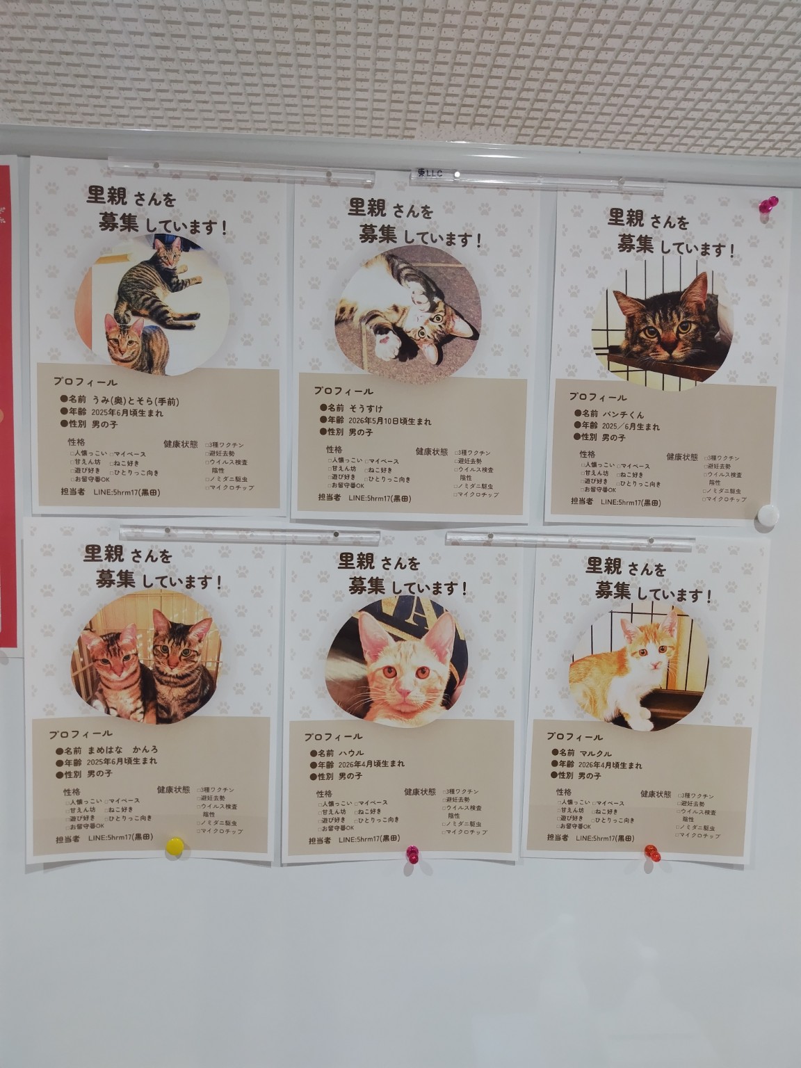 保護猫の里親募集ポスター