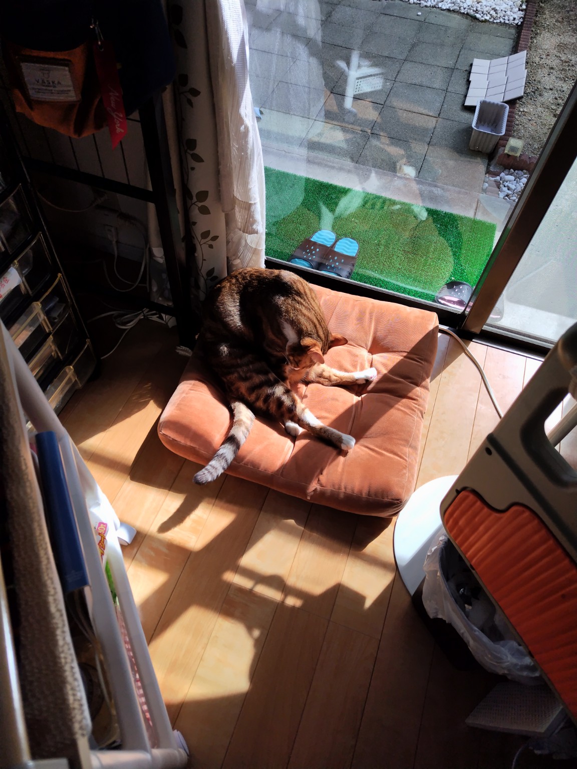 座布団の上で毛づくろいする雷牙