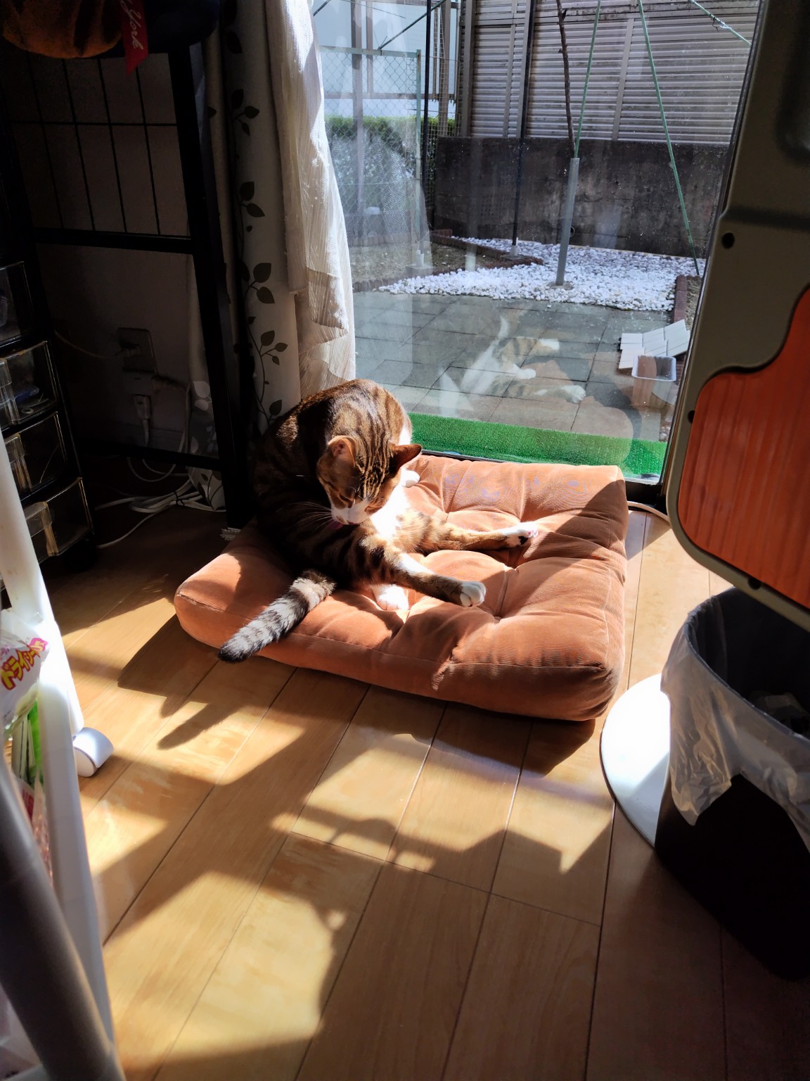 日差しの中で毛づくろいする雷牙