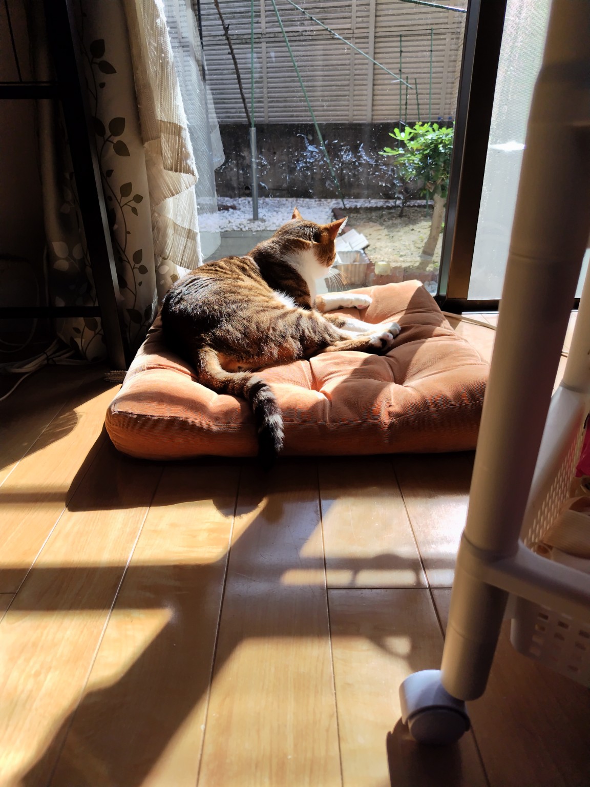 日向ぼっこしながら庭を眺める雷牙